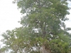 Boab Trees