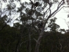 Look out for the drop bear ...