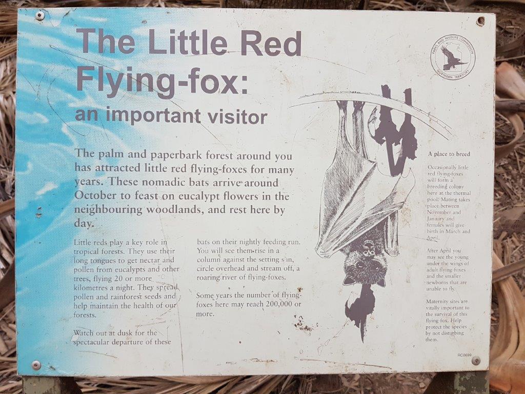 Little Red Flying Fox