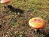 Interesting Mushrooms