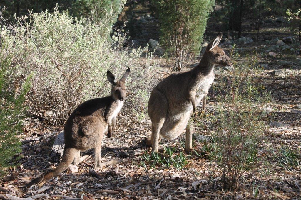 Local Roos