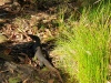 Buley Rockhole