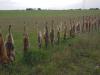 Foxes on a Fence