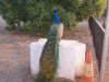 Peacock Guard