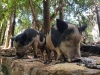 Piglets at Mataranka