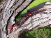 GC4FTT2 OPHIDIOPHOBIA - the snake
