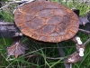 GC4FWY1 CHELONAPHOBIA - the turtle