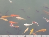 Hiroshima Castle Fish