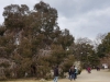 A-bombed Gum Tree