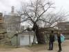 A-bombed tree