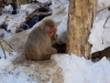 Snow Monkeys