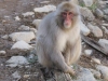 Jigokudani Monkey Park