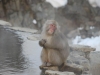 Jigokudani Monkey Park