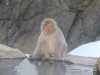 Jigokudani Monkey Park