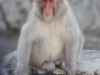 Jigokudani Monkey Park