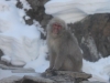 Jigokudani Monkey Park