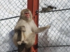 Jigokudani Monkey Park