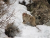 Jigokudani Monkey Park