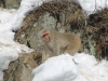 Jigokudani Monkey Park