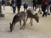 Deer on Miyajima Island
