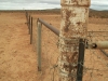 At the Dog Fence ...