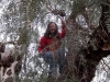 Leanne Burton up a tree - Peppertree cache