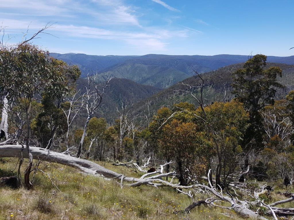 View to Mt Hotham