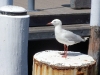Friendly Seagull ...