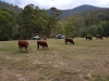 Cattle at Talbotville