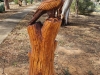 Rupanyup Chainsaw Art - Eagle
