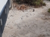 Pelican Campground, Parnka Point - site pet