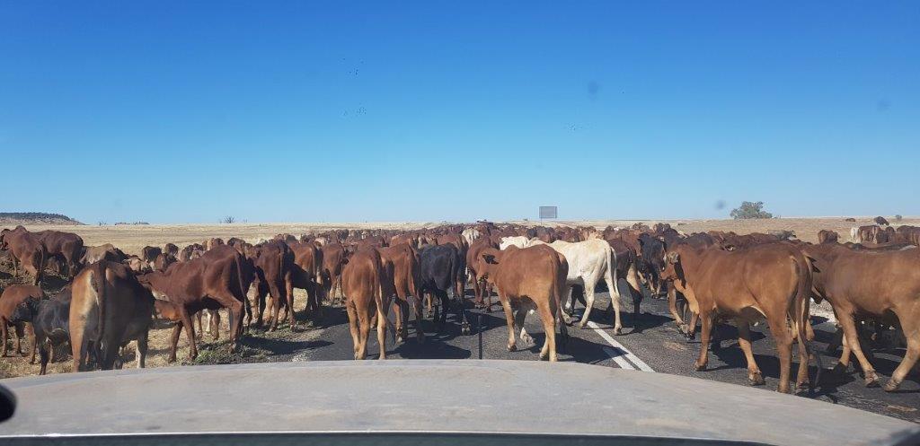Cattle Drive Winton QLD Cattle Drive Winton QLD