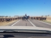 Cattle Drive Winton QLD