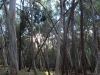 Bundaleer Forest Sunshine