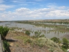 Murray River at Mannum looking north