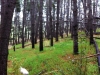 Blackwood Forest Reserve