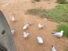 Seagulls at Kiplings