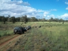 GCQNDF - Hattah River - we have ourselves a convoy