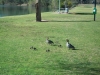 Ducklings at Lock 11