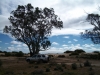 GC590E - Sand Dunes and Saltbush