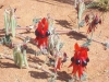 Sturt Desert Pea