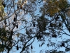 Flying Foxes - Katherine NT