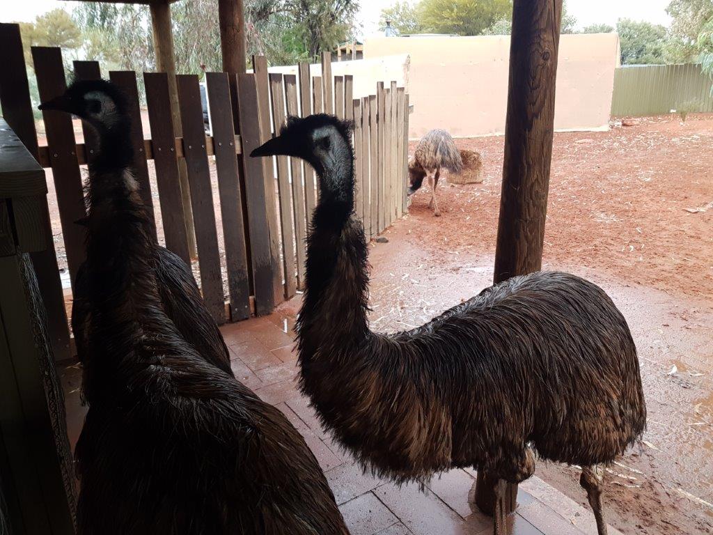 Inquisitive Emus
