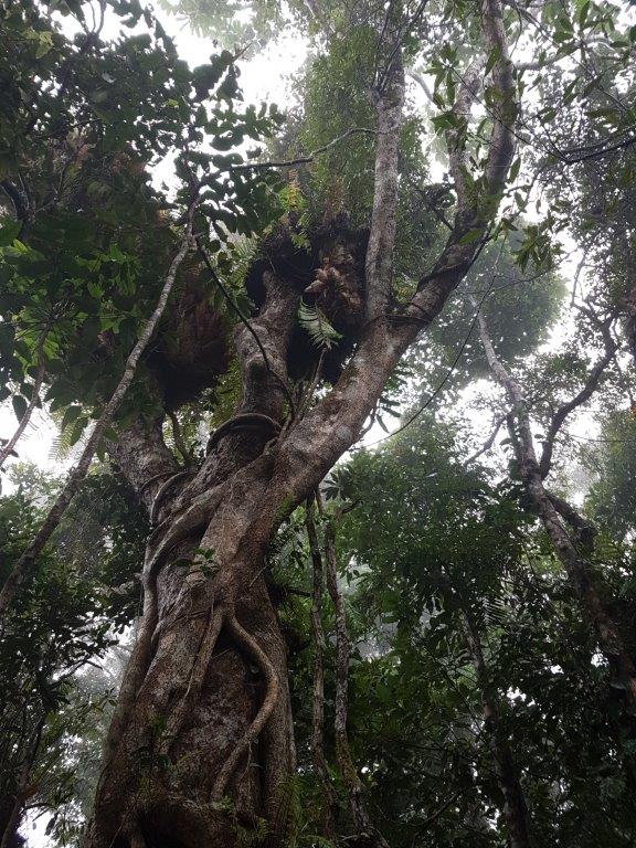 Rain Forest Tree