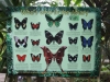 Australian Butterfly Sanctuary