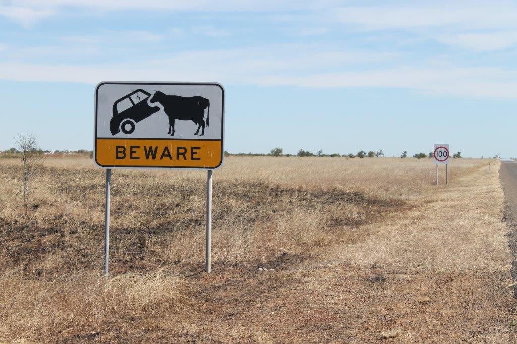 Watch out for Angry Cows