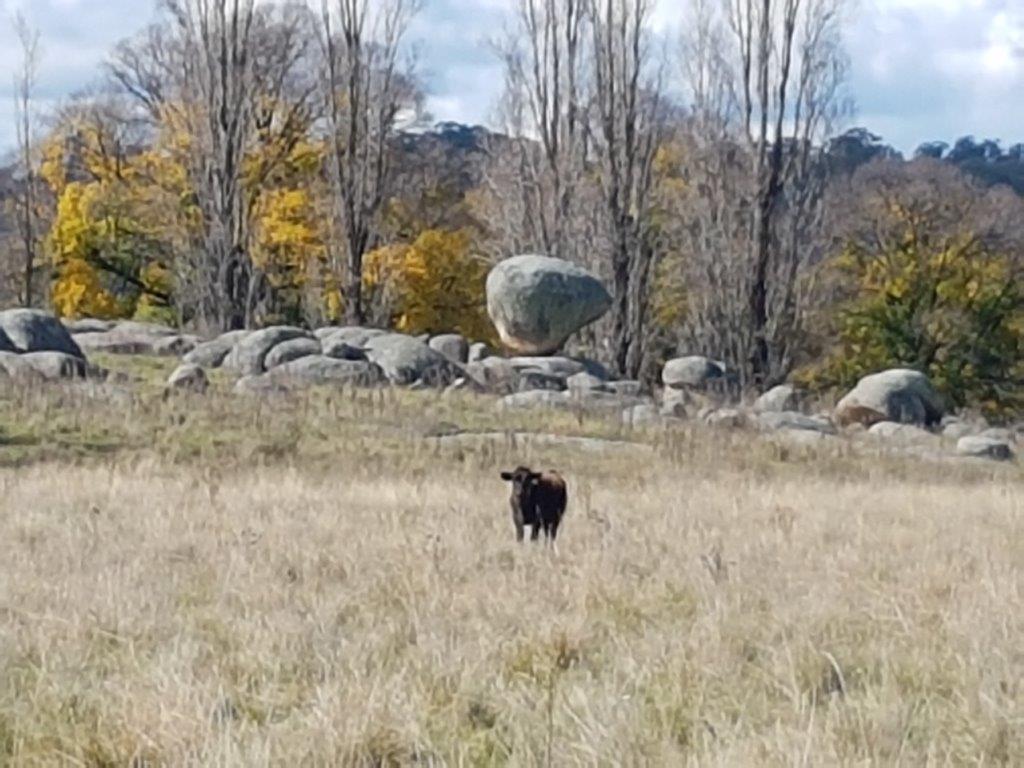 The Balancing Rock - Glen Innes The Balancing Rock - Glen Innes
