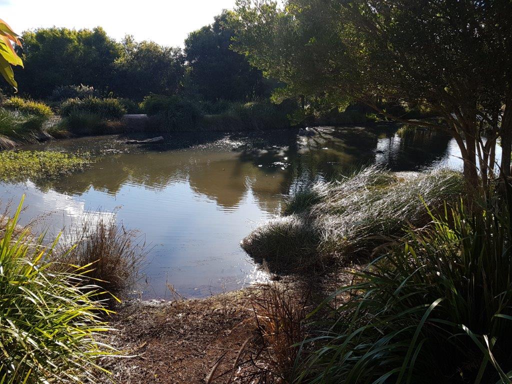 Duck Pond - Toowoomba