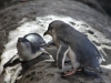 Fairy Penguins