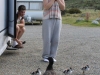 Ducks at Mt Cook